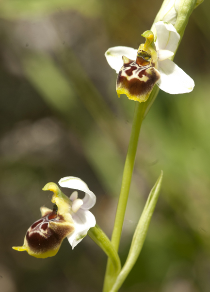 Variabilit in Op Gracilis in Lucania